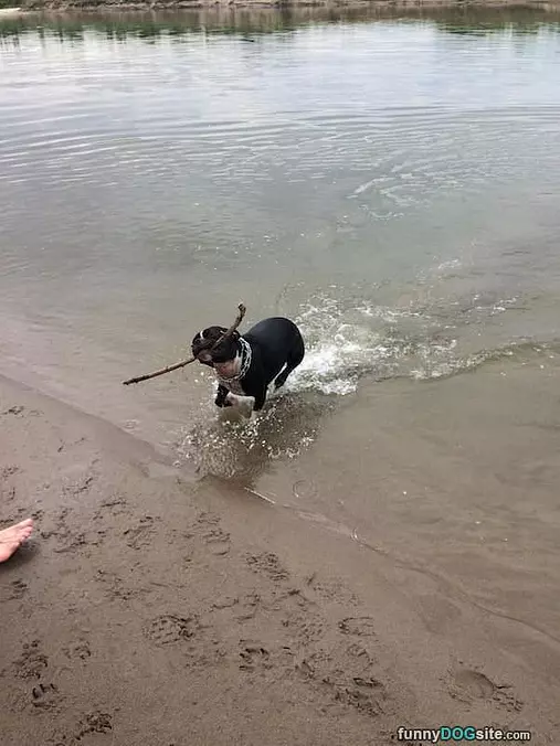 Fun Fetch