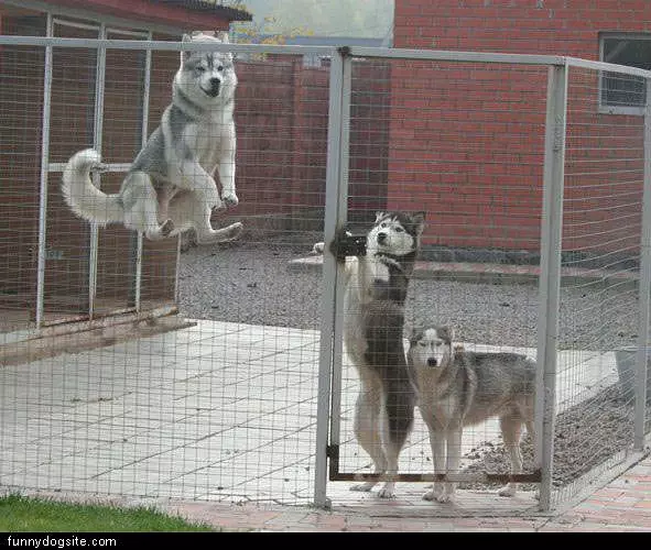 High Jumper