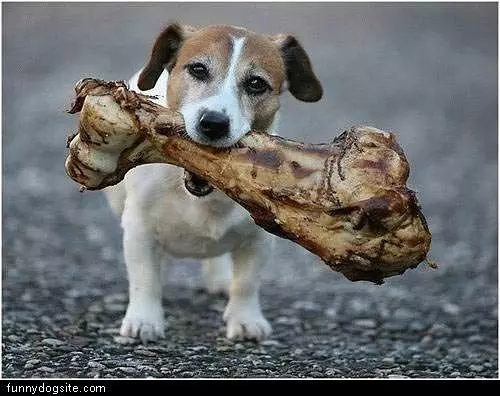 Big Bone