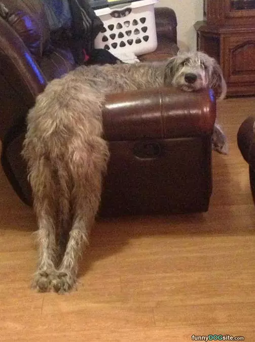 This Dog Is Lazy