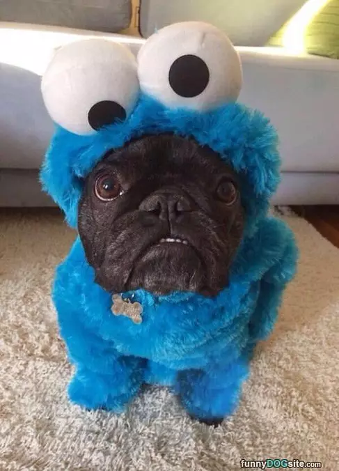 Bundled Up For Winter
