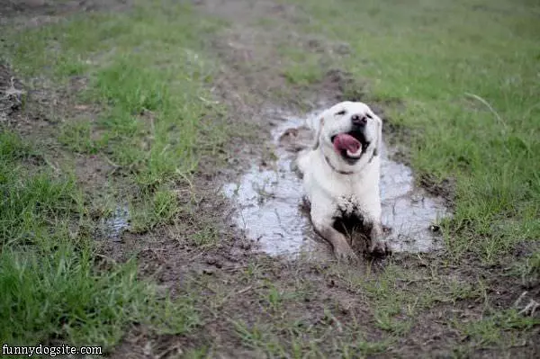 Just Enjoying The Mud