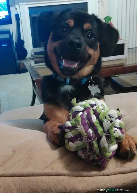 Please Lets Play