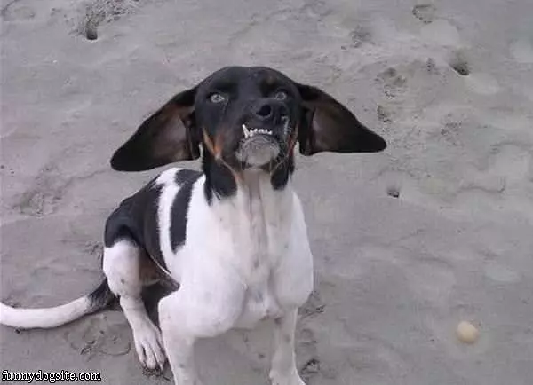 Arfff Face Dog