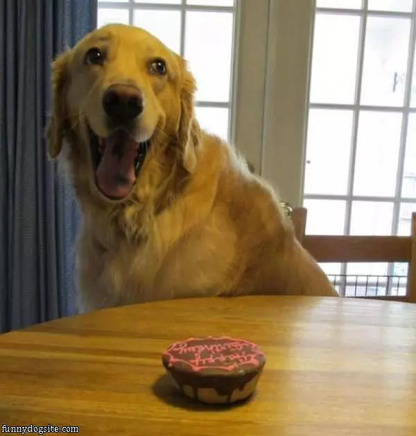 The Dogs Birthday