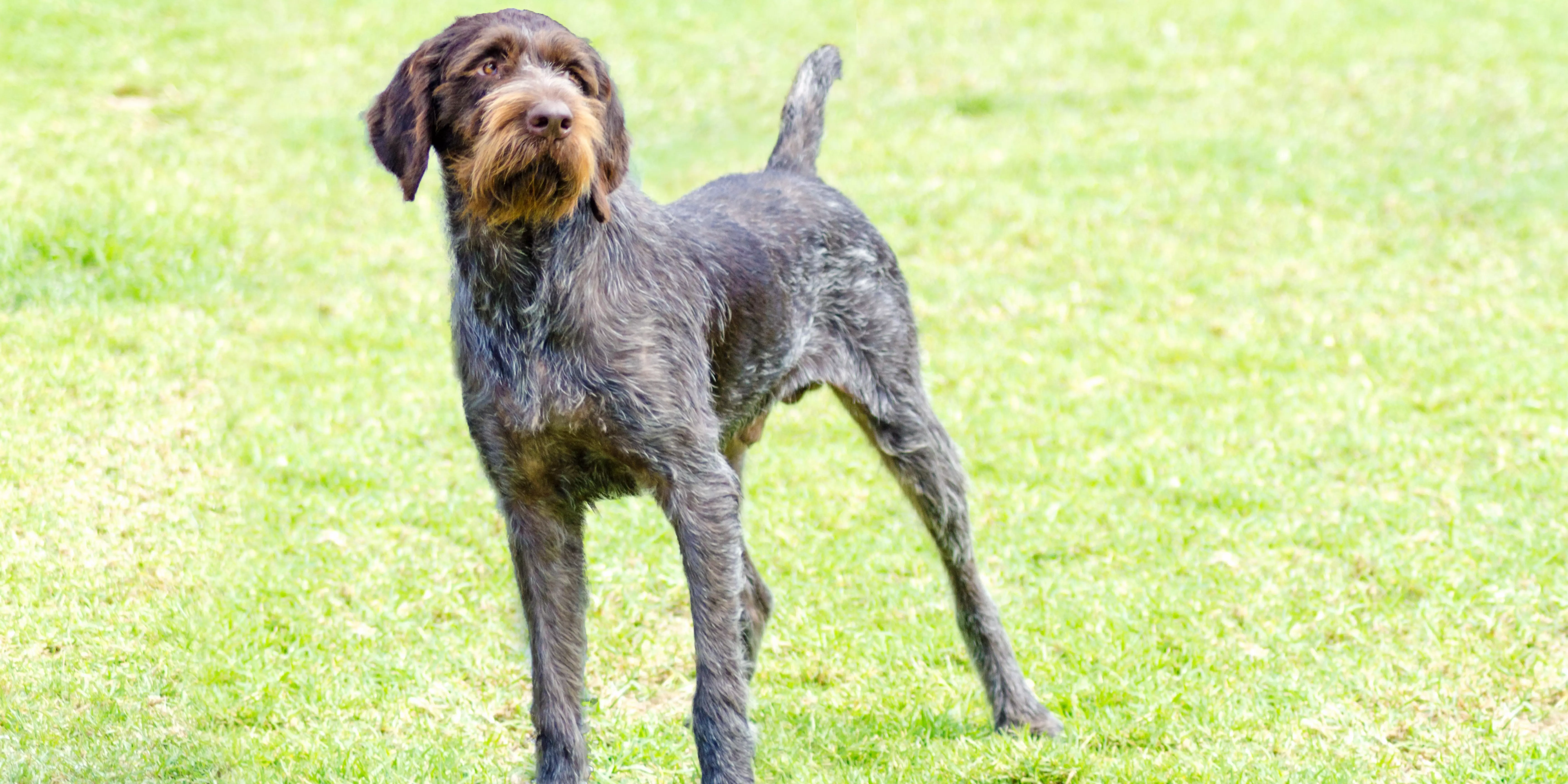 Slovakian Wirehaired Pointer