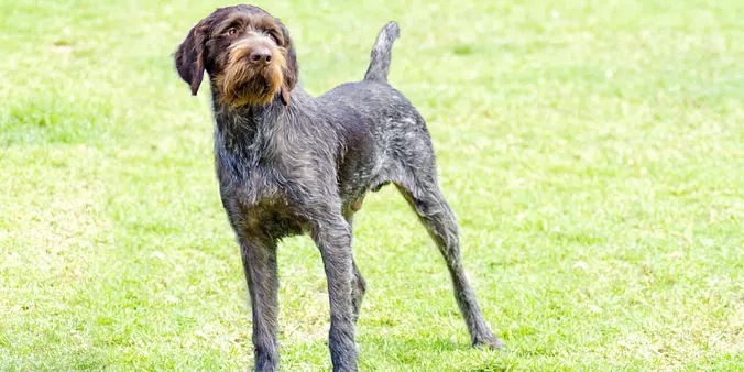 Slovakian Wirehaired Pointer