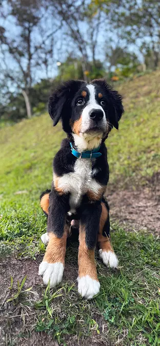 Bernese Mountain