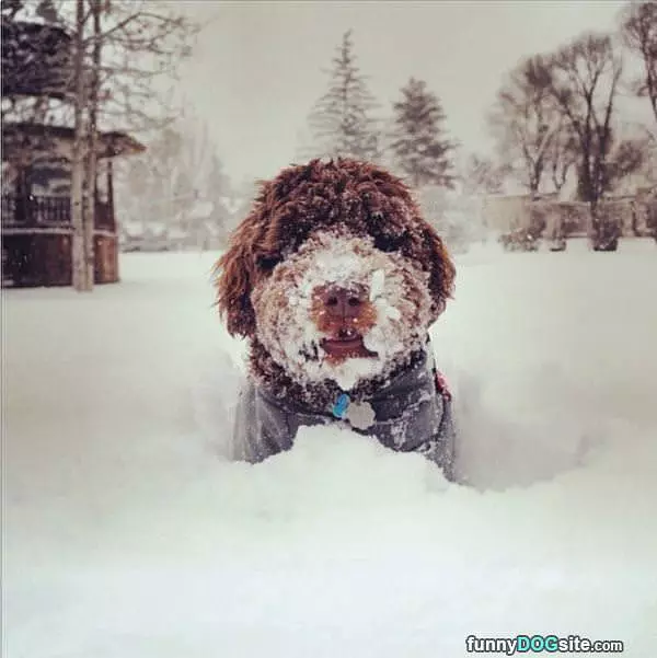 Fetch In The Snow