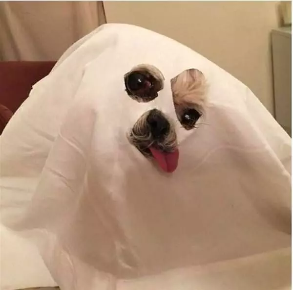 Ghost Dog