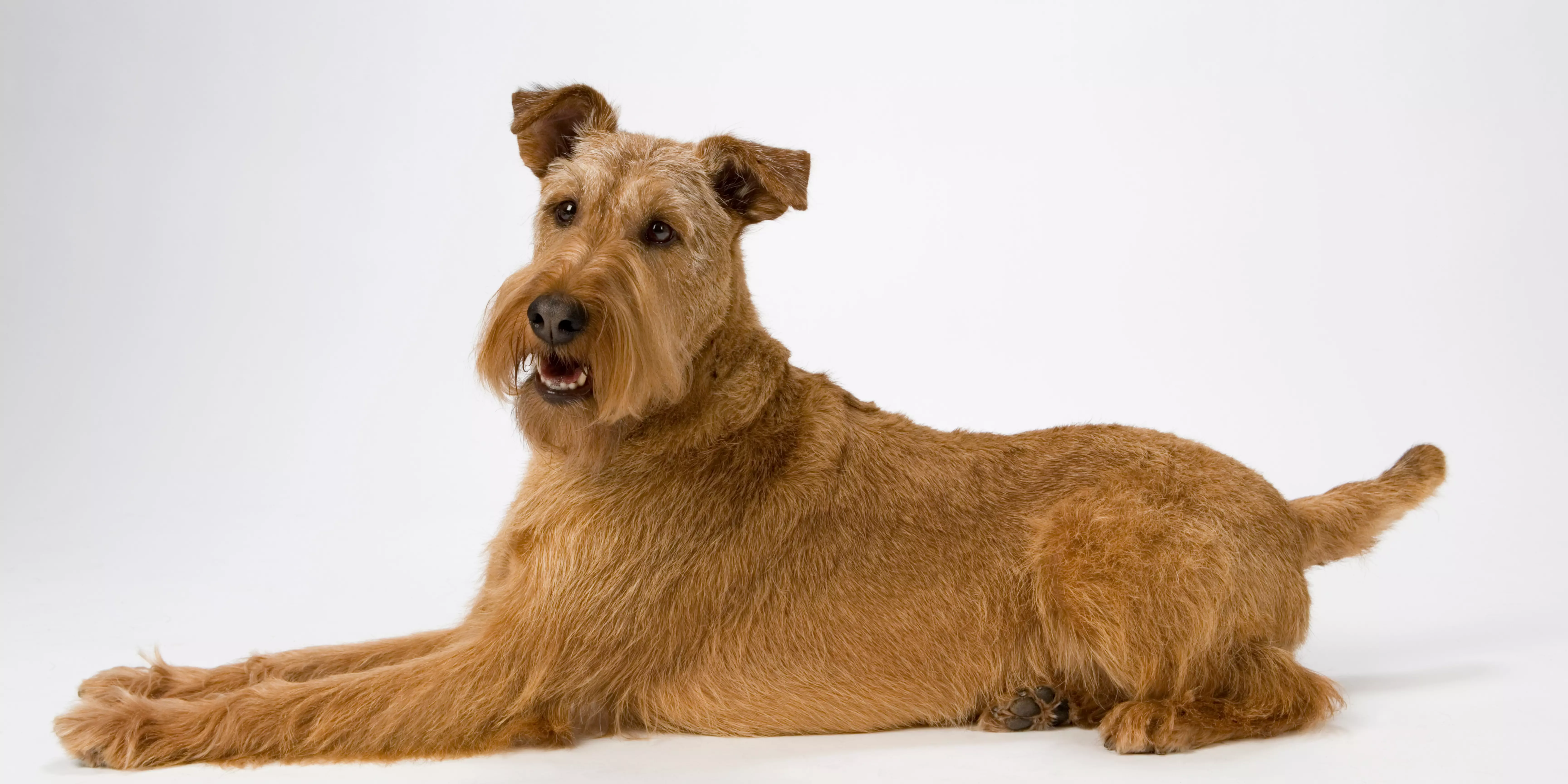 Irish Terrier