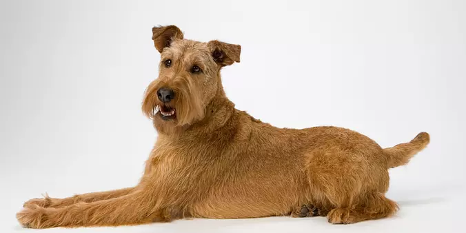 Irish Terrier