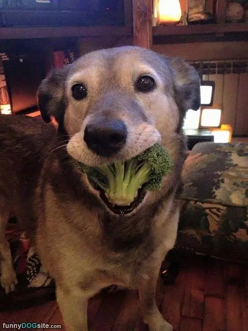 This Is Not A Great Toy