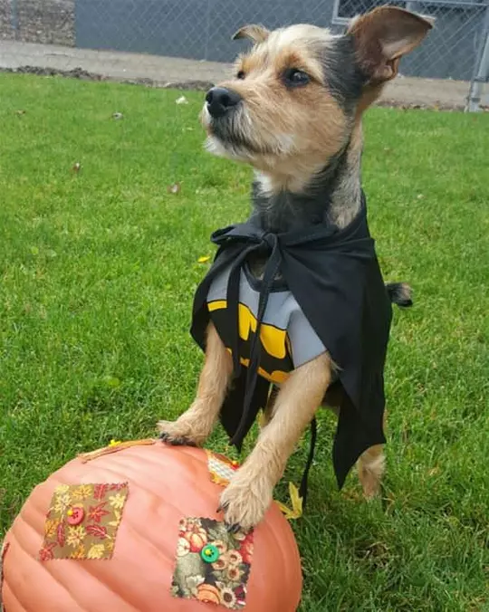 I Am The Batdog