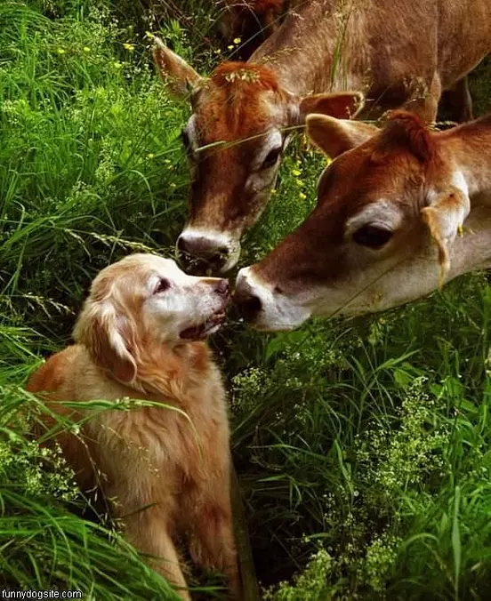 Hello Deers