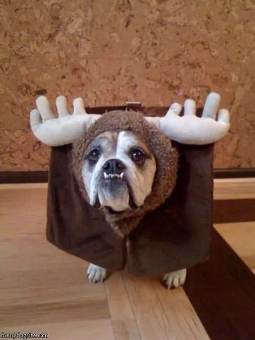 Nice Costume