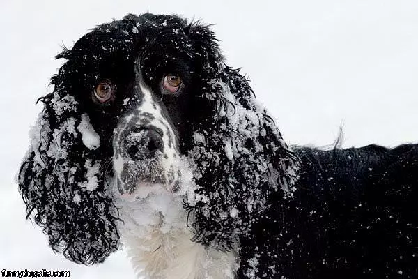 Snow Face