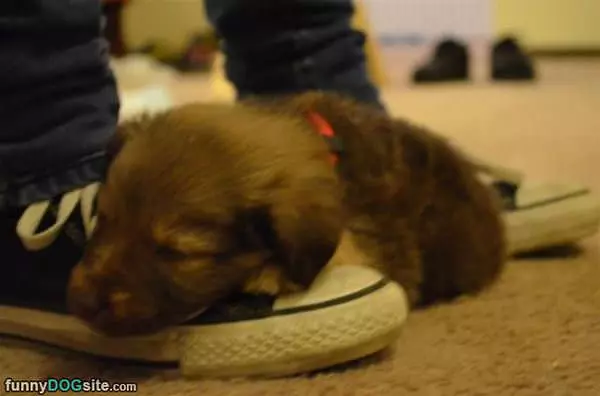 I Am So Sleepy