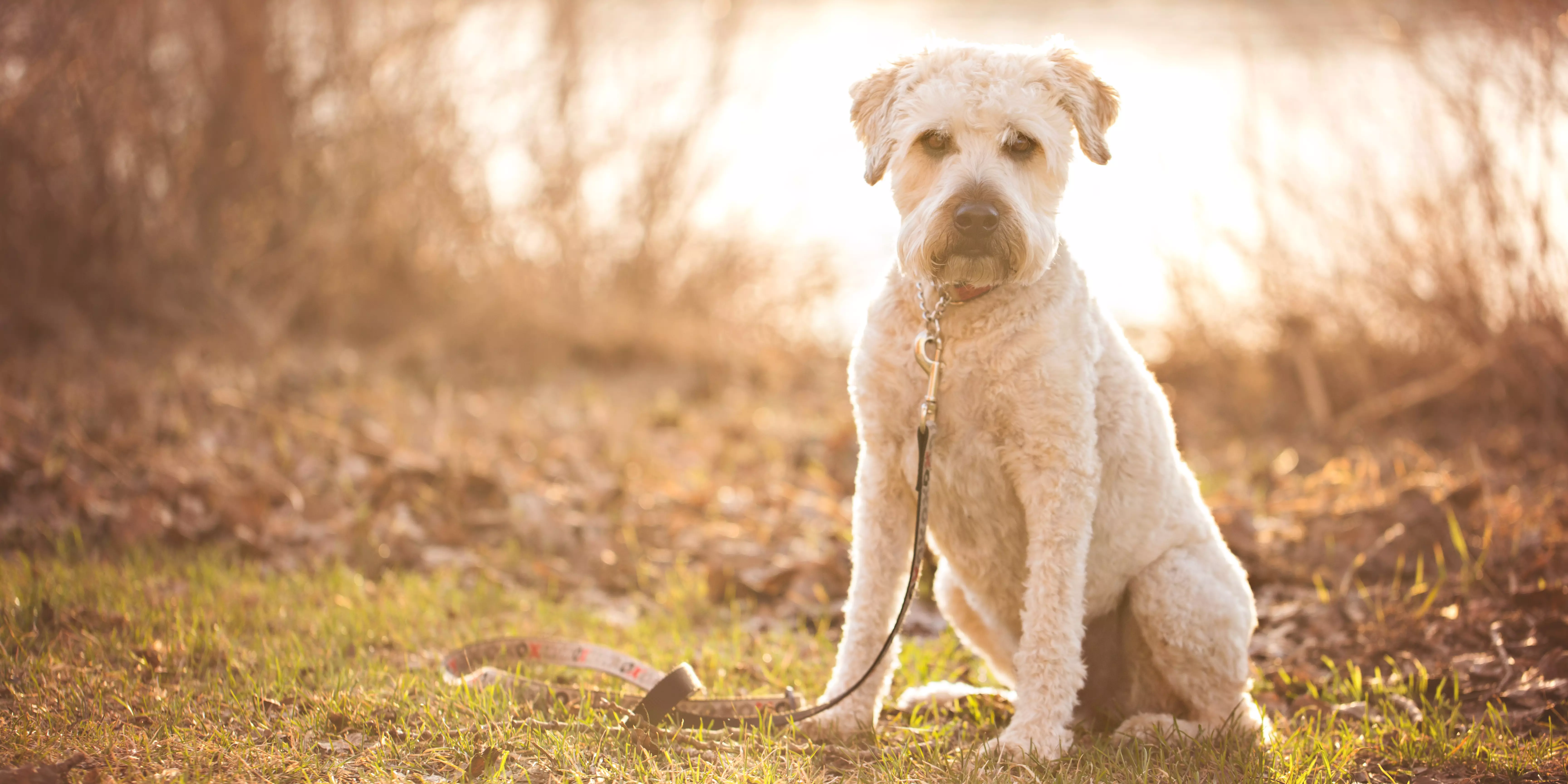 Soft Coated Wheaten Terrier