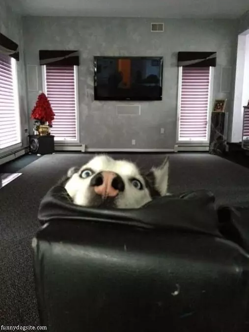 Puppy Wants To Play