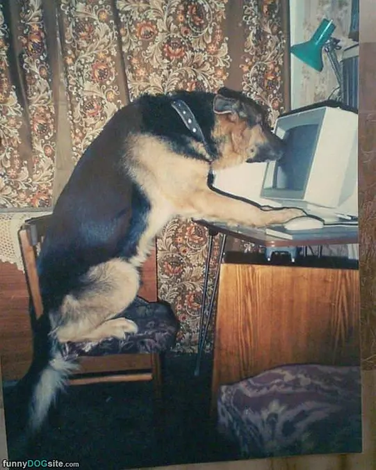 Watching Some Dog Videos