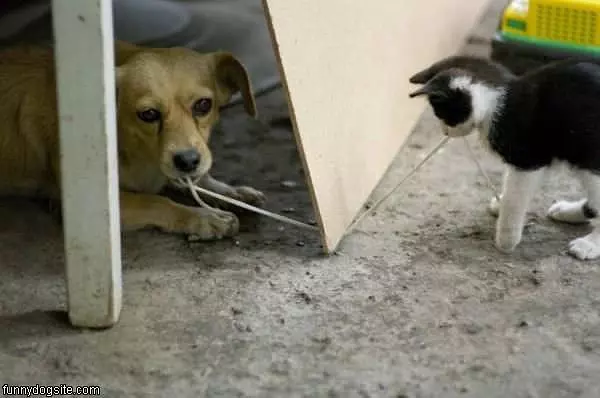 Tug Of War