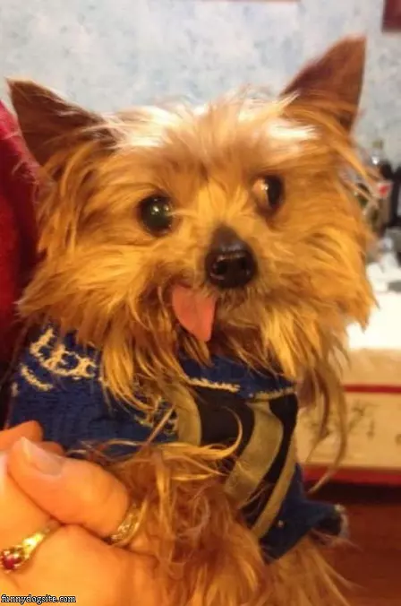 Whacky Eyes Dog