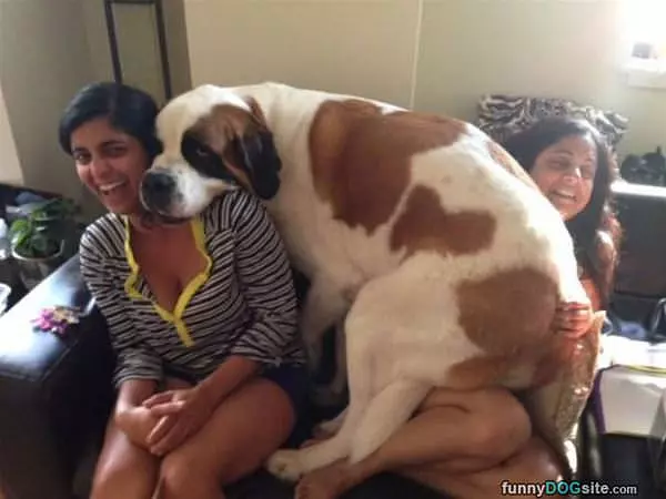 Always Lap Dog