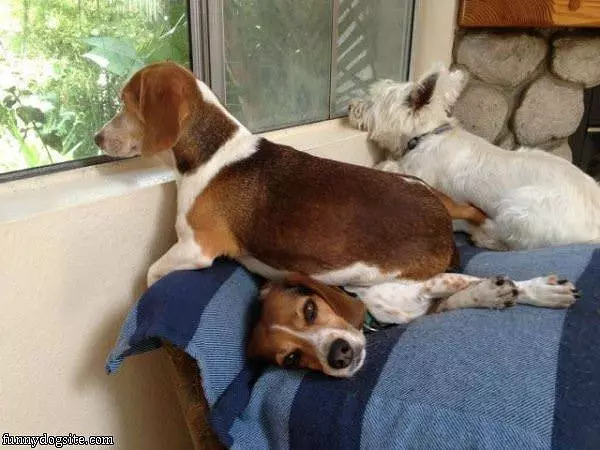 I Am Not A Chair