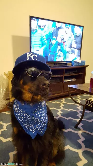 Yo Dawg
