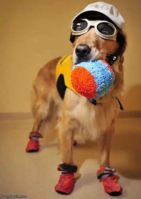 I Fetched It