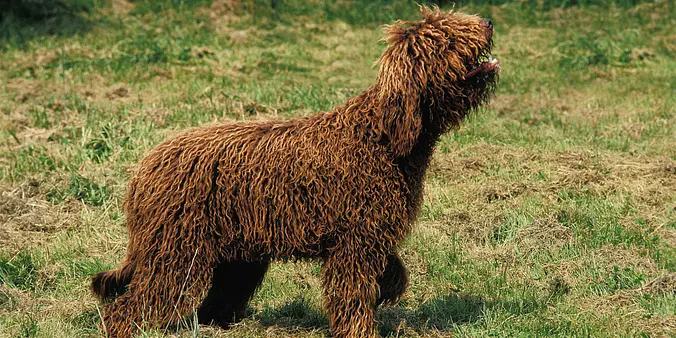 Barbet Dog