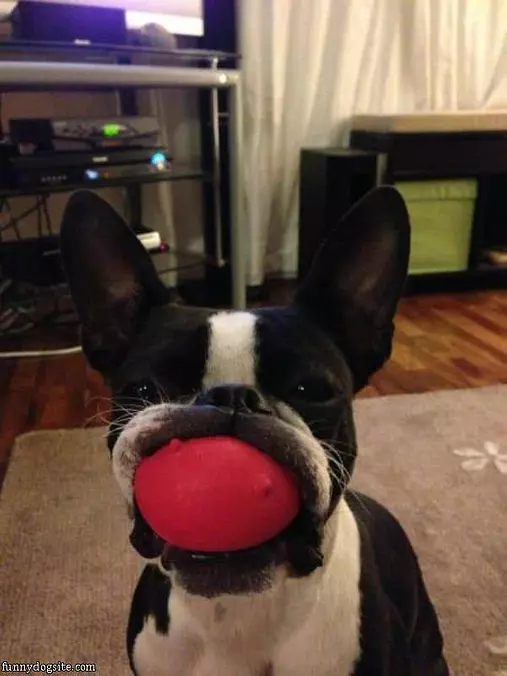 This Is My Ball