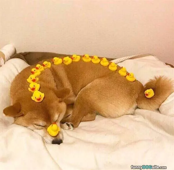 Duckies All Over