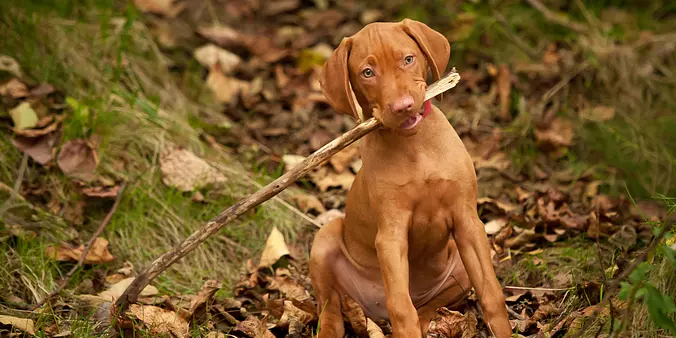 Vizsla Puppy Holding a Stick