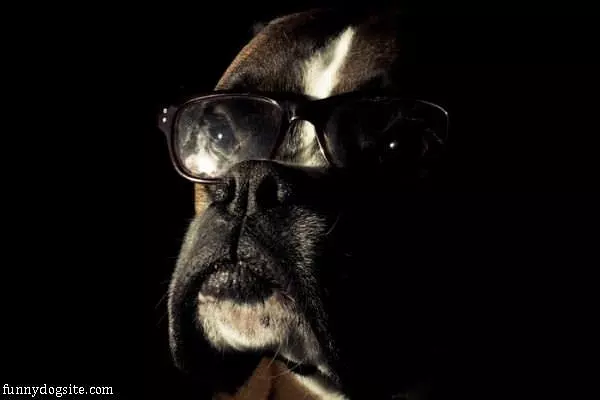 Smarty Dog