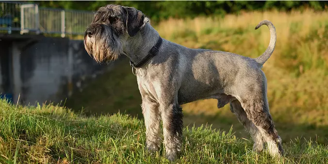 Standard Schnauzer standing
