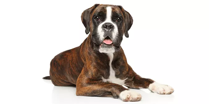 Boxer Dog