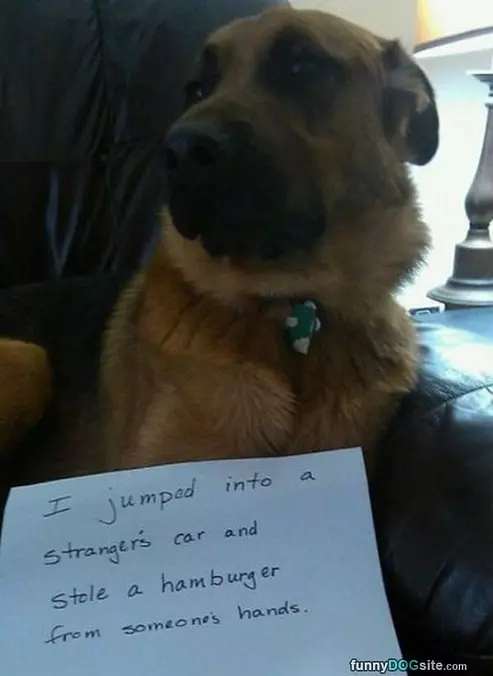 Good Boy