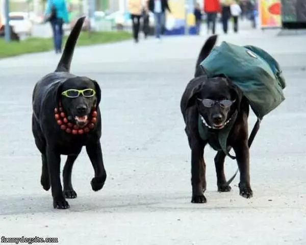 Backpacking Dogs