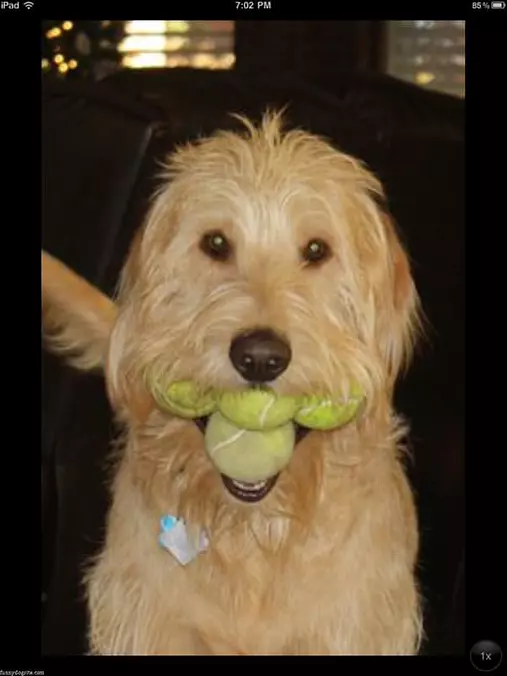 Buddy Fetched All The Balls