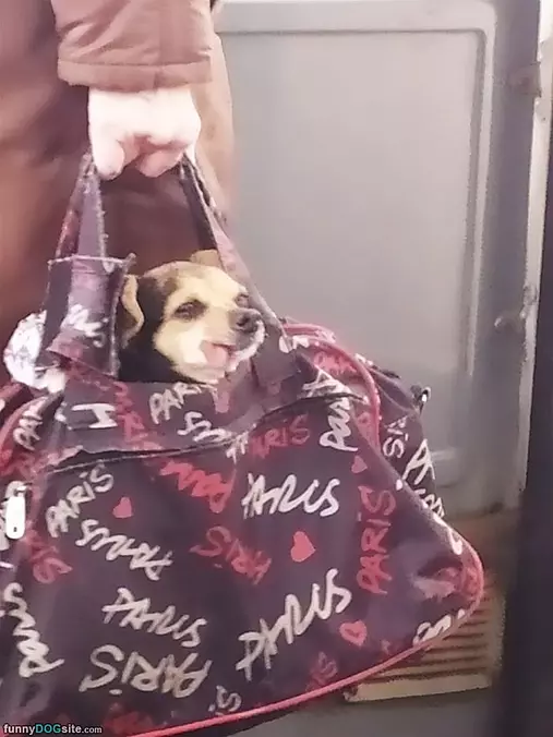 Popping My Head Out Of The Bag