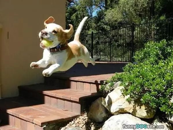 Flying Happy Puppy