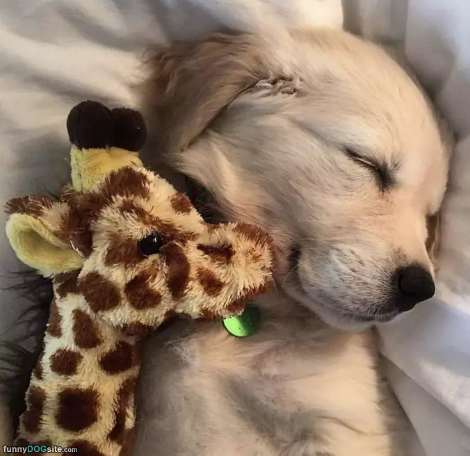 What A Sleepy Pup