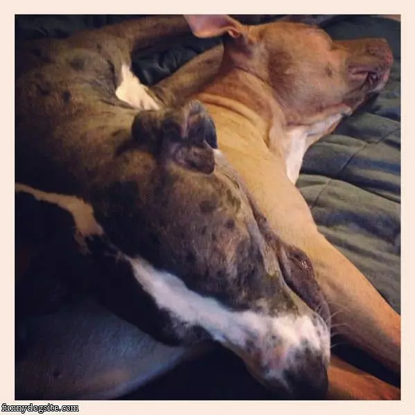 Who Needs Pillows