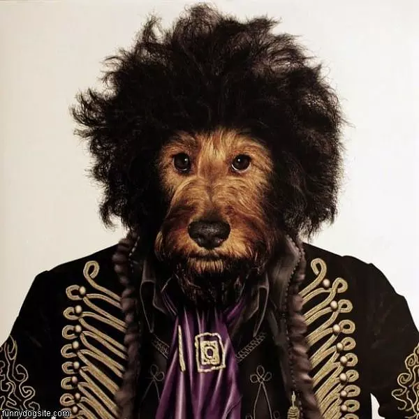 Afro Dog