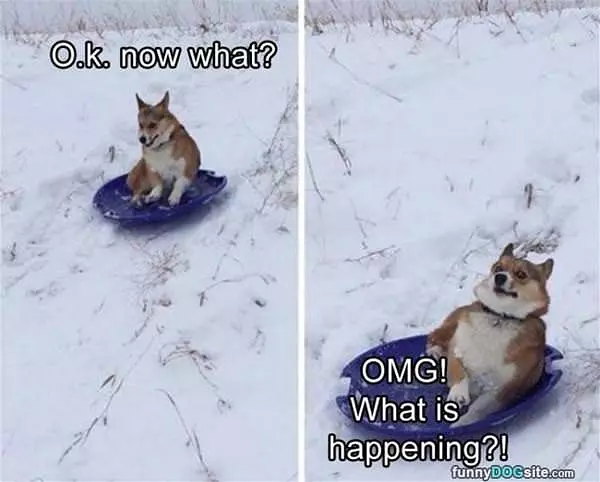 The Sledding Dog