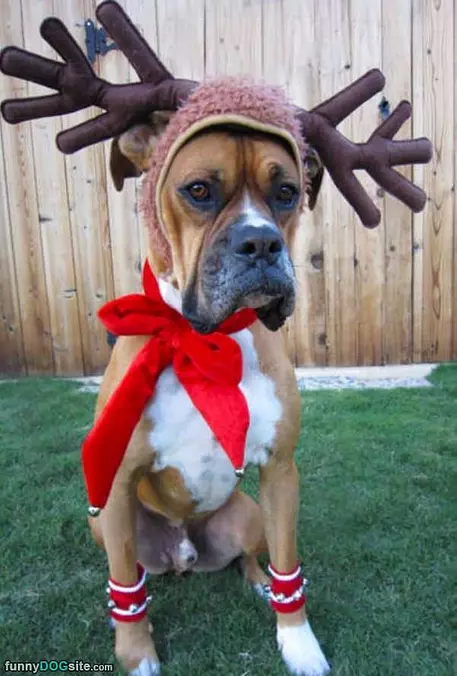 I Fun Reindeer