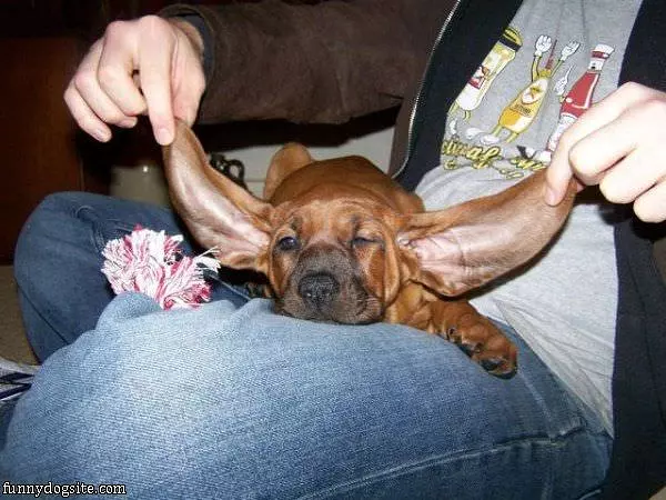 Floppy Ears