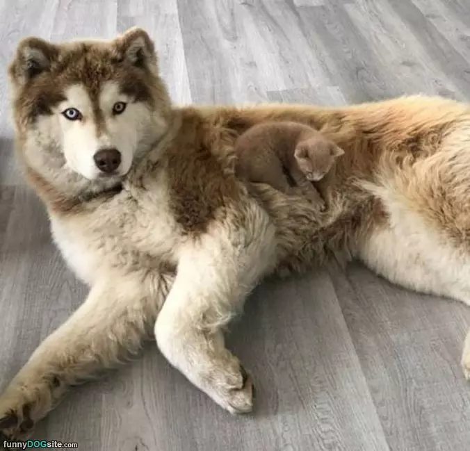 I Am A Pillow Now